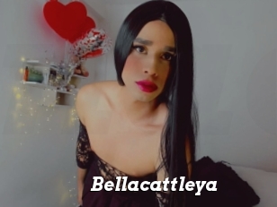 Bellacattleya