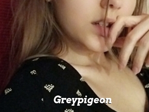 Greypigeon