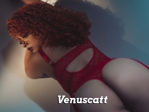 Venuscatt