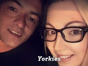 Yorkies